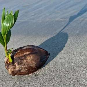 Dwarf Green Malayan Sprouted Coconut Palm - Live Plant - 6-18 inches Tall - Image 6