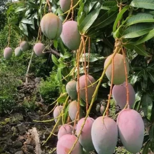 Dwarf Hawaiian Mango Tree Live Plant - 3 Gallon Pot, Grafted, Fully Rooted - Image 2