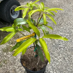 Dwarf Hawaiian Mango Tree Live Plant - 3 Gallon Pot, Grafted, Fully Rooted - Image 3