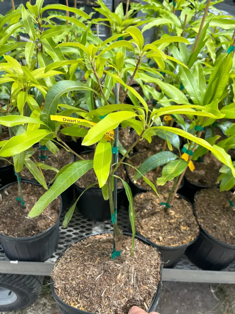 Dwarf Hawaiian Mango Tree - Grafted & Rooted - 3 Gallon Pot