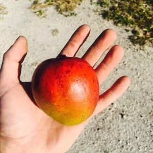 Dwarf Hawaiian Mango Tree Live Plant - 3 Gallon Pot, Grafted, Fully Rooted - Image 6