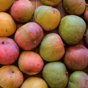 Dwarf Hawaiian Mango Tree Live Plant - 3 Gallon Pot, Grafted, Fully Rooted - Image 8