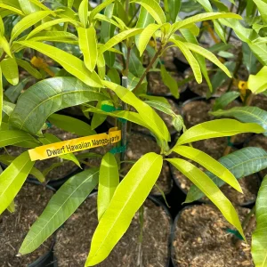 Dwarf Hawaiian Mango Tree Live Plant - 3 Gallon Pot, Grafted, Fully Rooted - Image 9