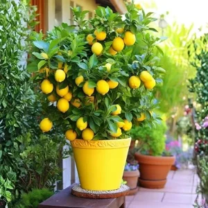 Dwarf Meyer Lemon Tree Live Plant – 2-3 Feet Tall in 2 Gallon Pot – Indoor/Outdoor Citrus - Image 3