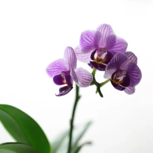 Dwarf Moth Orchid Plant - Phalaenopsis Live Plant - 3.5 inch Pot - Indoor - Image 3