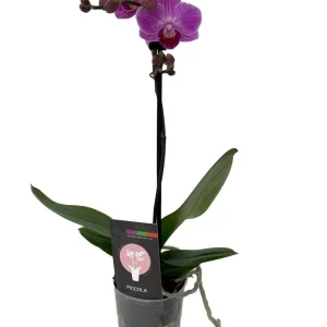 Dwarf Moth Orchid Plant - Phalaenopsis Live Plant - 3.5 inch Pot - Indoor - Image 1
