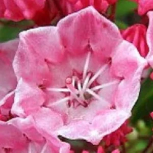 Dwarf Mountain Laurel Live Plant - Kalmia latifolia - 4 inch Pot - Outdoor Shrub - Image 3