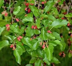 Dwarf Mulberry Tree Live Plant in 3.5in Pot, 10-18in Height - Edible Fruit - Image 2