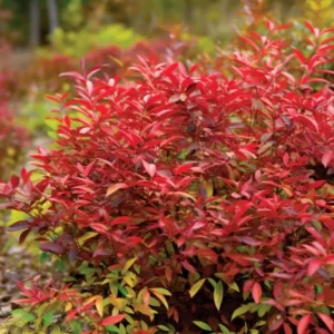Dwarf Nandina Firepower Live Shrub - 2.5" Pot - 6-9" Tall - Outdoor Plant - Image 2