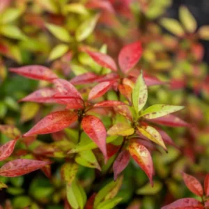 Dwarf Nandina Firepower Live Shrub - 2.5" Pot - 6-9" Tall - Outdoor Plant - Image 1