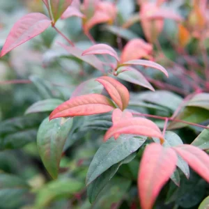 Dwarf Nandina Firepower Live Shrub - 2.5