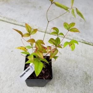 Dwarf Nandina Firepower Live Shrub - 2.5