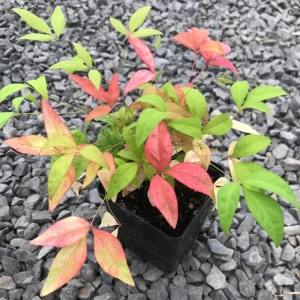 Dwarf Nandina Firepower Live Shrub - 2.5