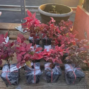 Dwarf Nandina Firepower Live Shrub - 2.5