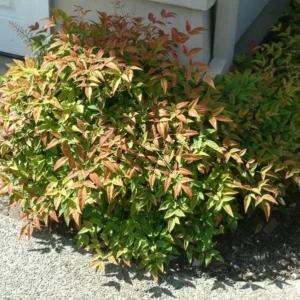 Dwarf Nandina Live Plant – Evergreen Shrub, Red Berries, 6-12" Tall, Outdoor - Image 2