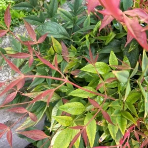 Dwarf Nandina Live Plant – Evergreen Shrub, Red Berries, 6-12