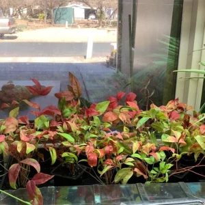 Dwarf Nandina Live Plant – Evergreen Shrub, Red Berries, 6-12