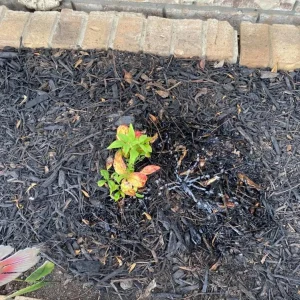 Dwarf Nandina Live Plant – Evergreen Shrub, Red Berries, 6-12