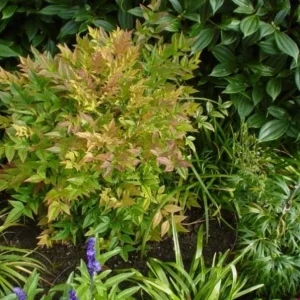 Dwarf Nandina Live Plant – Evergreen Shrub, Red Berries, 6-12