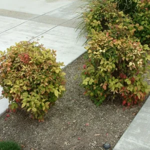 Dwarf Nandina Shrub Live Plant – 2.5