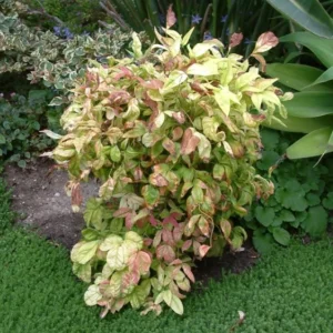 Dwarf Nandina Shrub Live Plant – 2.5" Pot – Compact Heavenly Bamboo for Garden & Patio - Image 2