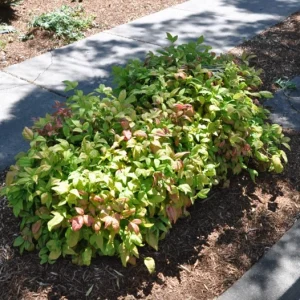 Dwarf Nandina Shrub Live Plant – 2.5