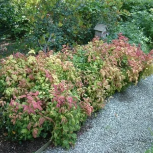 Dwarf Nandina Shrub Live Plant – 2.5