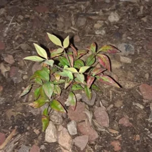 Dwarf Nandina Shrub Live Plant – 2.5