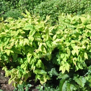 Dwarf Nandina Shrub Live Plant – 2.5