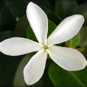 Dwarf Natal Plum Tree Live Plant – Carissa Macrocarpa – 6 inch Pot – Outdoor Shrub - Image 3