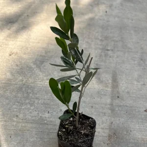 Dwarf Olive Live Plant - Olea Europaea in 4