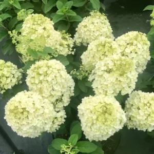 Dwarf Panicle Hydrangea Live Plant - 6-12" Tall - 1 Quart Pot - Image 2