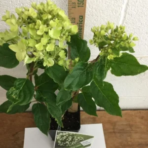 Dwarf Panicle Hydrangea Live Plant - 6-12