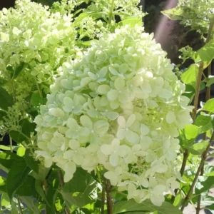 Dwarf Panicle Hydrangea Live Plant - 6-12" Tall - 1 Quart Pot - Image 1