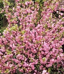 Dwarf Pink Flowering Almond Live Plant – Prunus Glandulosa – Quart Pot – Outdoor Shrub - Image 2