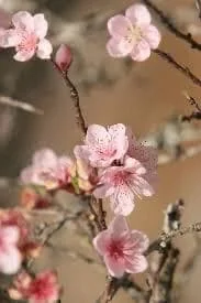 Dwarf Pink Flowering Almond Live Plant – Prunus Glandulosa – Quart Pot – Outdoor Shrub - Image 1