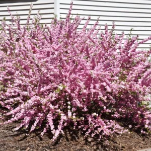 Dwarf Pink Flowering Almond Live Plant – Quart Pot – Outdoor Shrub - Image 10