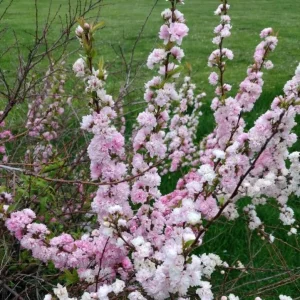Dwarf Pink Flowering Almond Live Plant – Quart Pot – Outdoor Shrub - Image 5