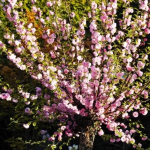 Dwarf Pink Flowering Almond Live Plant – Quart Pot – Outdoor Shrub - Image 6