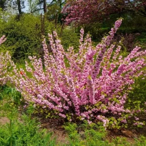 Dwarf Pink Flowering Almond Live Plant – Quart Pot – Outdoor Shrub - Image 9
