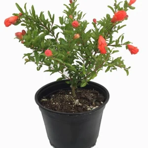 Dwarf Pomegranate Live Plant - Punica Granatum - 6 inch Pot - Bonsai & Houseplant - Image 3