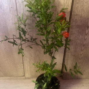 Dwarf Pomegranate Live Plant – Punica granatum ‘Nana’ – 4 inch Pot – Indoor/Outdoor Shrub - Image 3