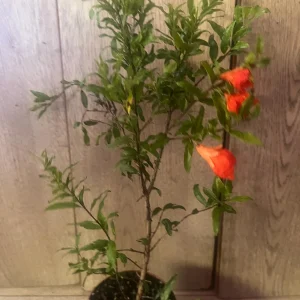 Dwarf Pomegranate Live Plant – Punica granatum ‘Nana’ – 4 inch Pot – Indoor/Outdoor Shrub - Image 6