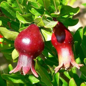 Dwarf Pomegranate Plant - Punica Granatum Nana Live Plant - 4 inch Pot - Indoor/Outdoor Edible Fruit - Image 3