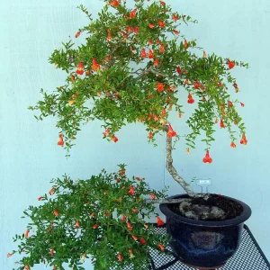 Dwarf Pomegranate Plant - Punica Granatum Nana Live Plant - 4 inch Pot - Indoor/Outdoor Edible Fruit - Image 6