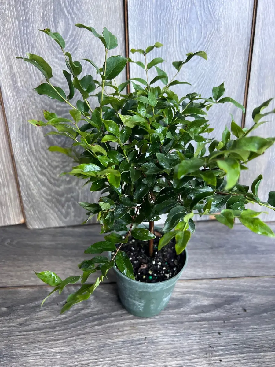 Dwarf Red Jaboticaba Fruit Tree - Precoce Variety Live Plant in 4 inch Pot - Image 10