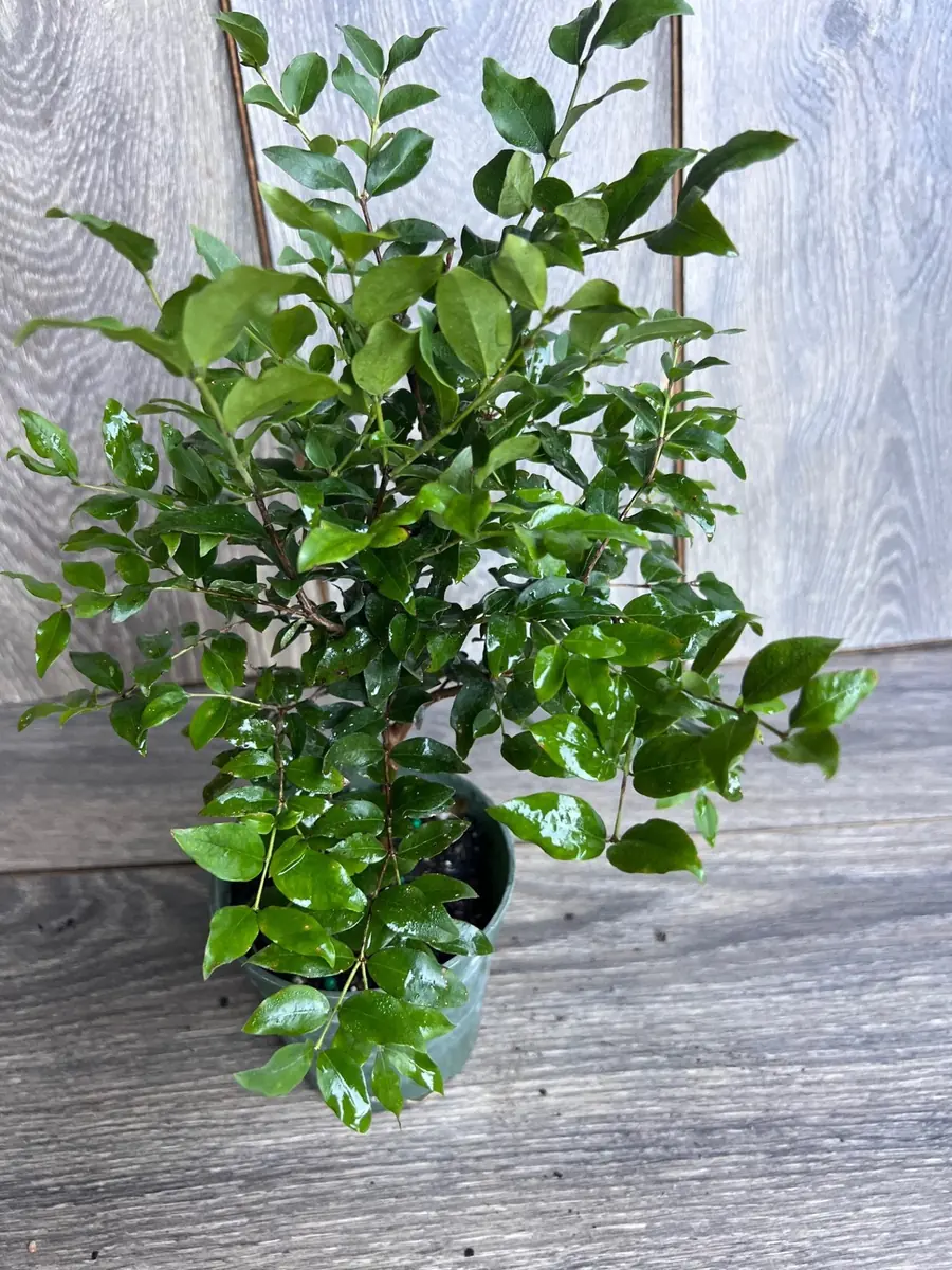 Dwarf Red Jaboticaba Fruit Tree - Precoce Variety Live Plant in 4 inch Pot - Image 2