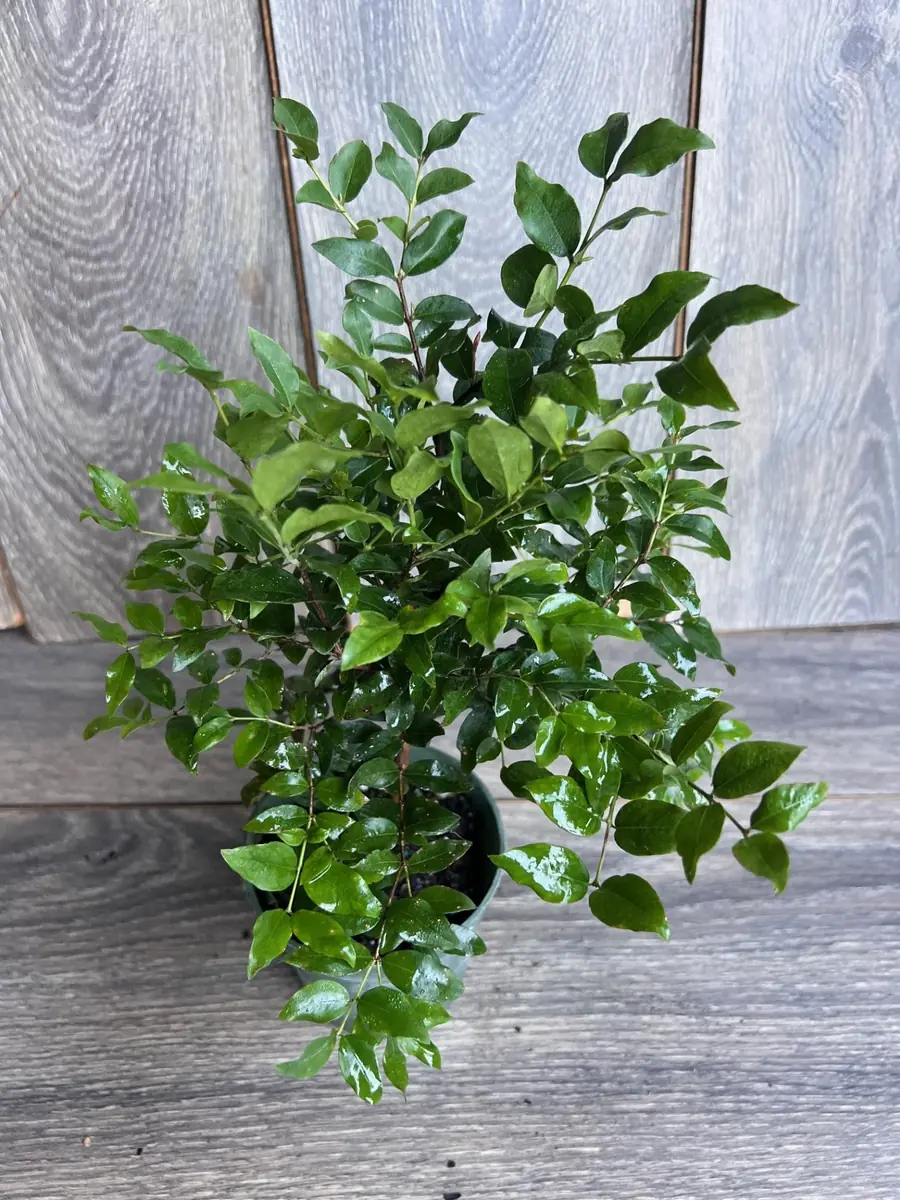 Dwarf Red Jaboticaba Fruit Tree - Precoce Variety Live Plant in 4 inch Pot - Image 3