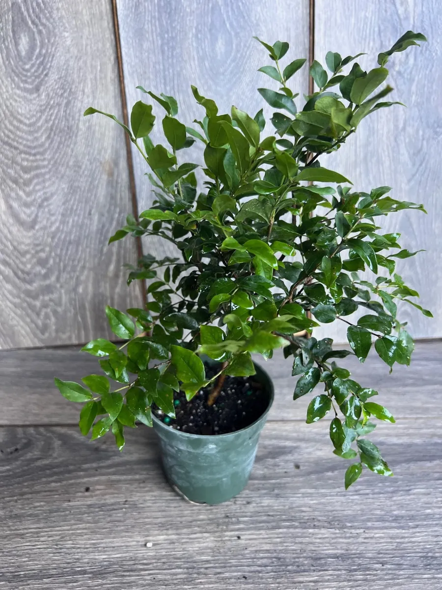 Dwarf Red Jaboticaba Fruit Tree - Precoce Variety Live Plant in 4 inch Pot - Image 4