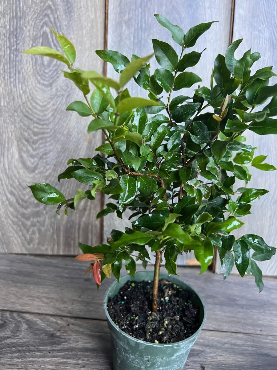 Dwarf Red Jaboticaba Fruit Tree - Precoce Variety Live Plant in 4 inch Pot - Image 5